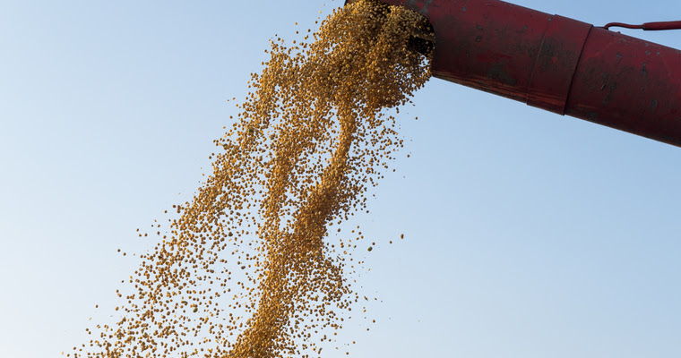 Combine harvester unloading corn seeds after harvest.