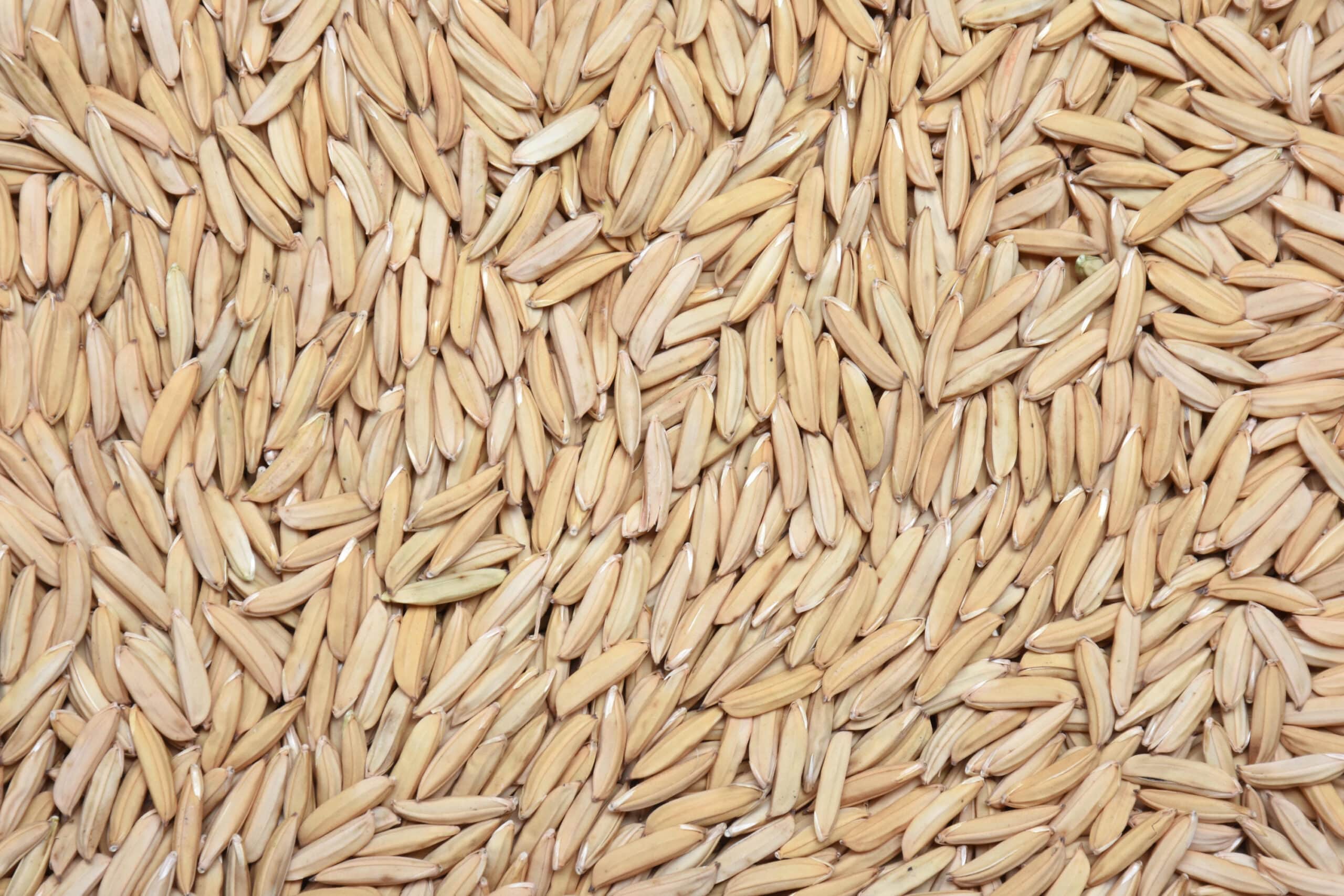 Sementes de Arroz. Foto Sebastião José de Araújo - Embrapa