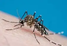 DENGUE