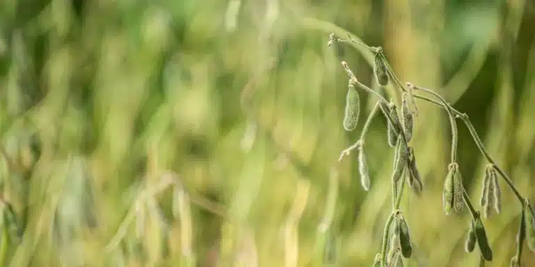 SOJA