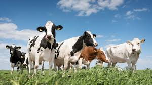 vacas