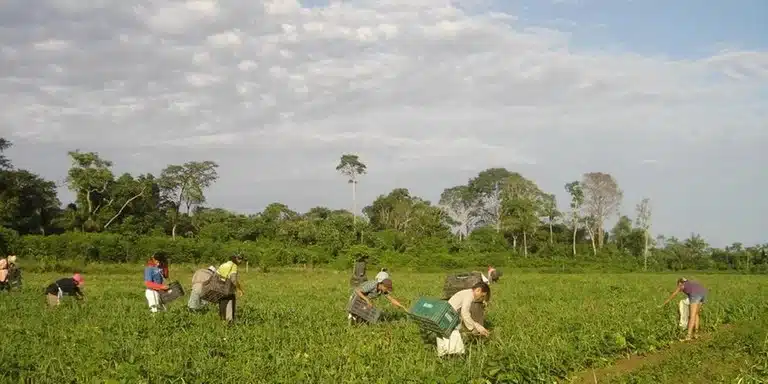PRF