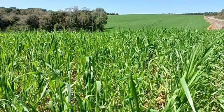 PIB