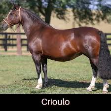 CSVALO
