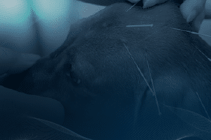 Acupuntura Veterinária_Imagem Curso