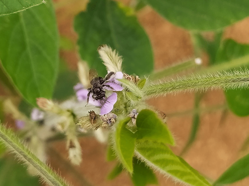ABELHAS