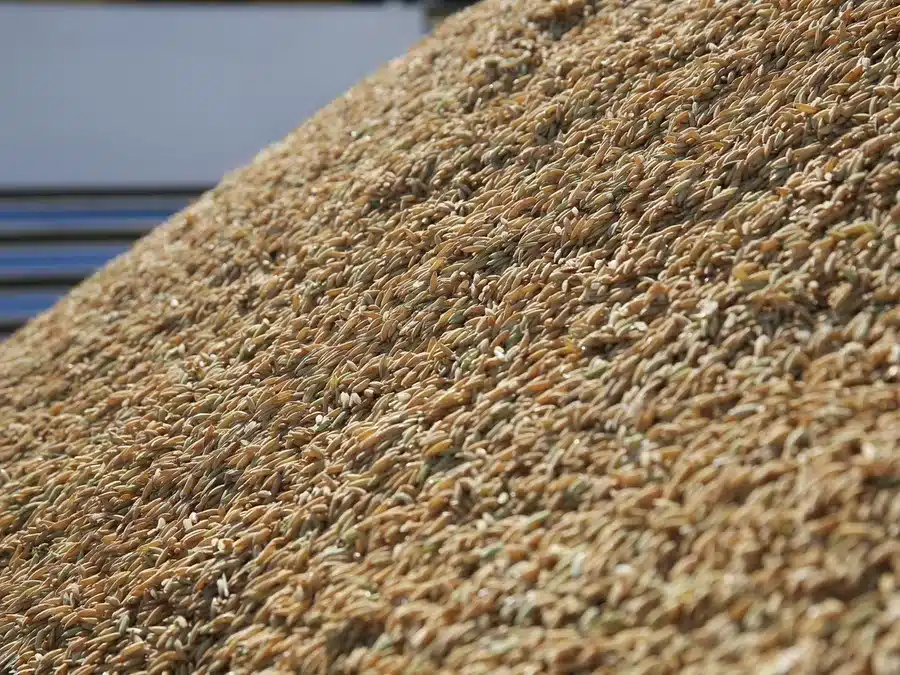 Arroz Casca - Crédito Paulo Rossi Divulgação