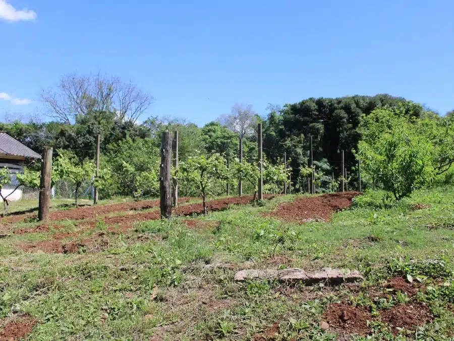 Propriedade Rural - Crédito Rejane Costa AgroEffective Divulgação