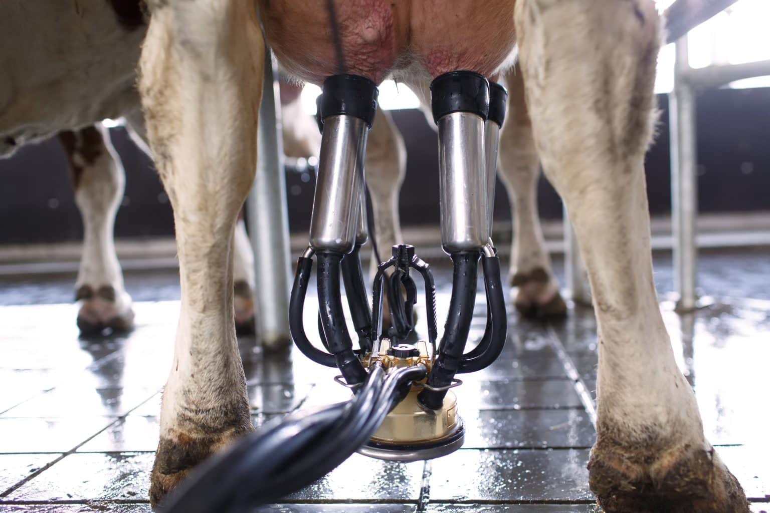 milking-machine-attached-to-dairy-cow-in-farm-2026-09-24-05-22-52-utc-1536x1024